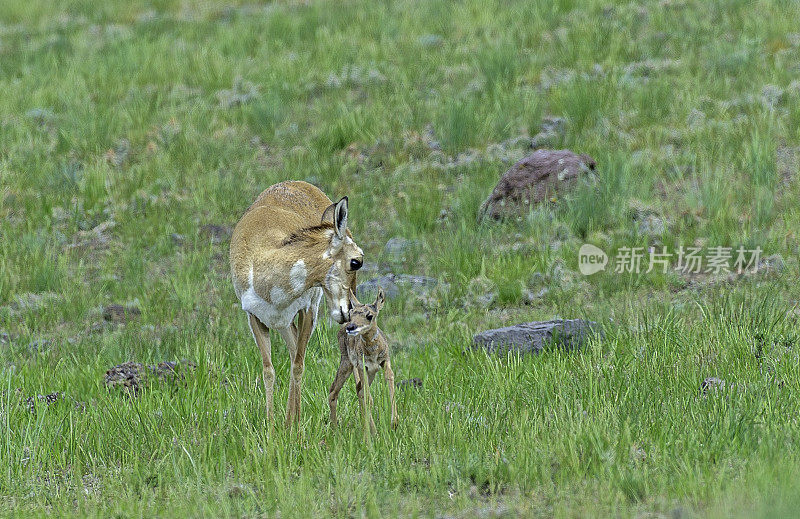 叉角羚，Antilocapra americana，是一种偶蹄类哺乳动物，原产于北美中西部内陆。黄石国家公园，怀俄明州。一只妈妈和一只小鹿。